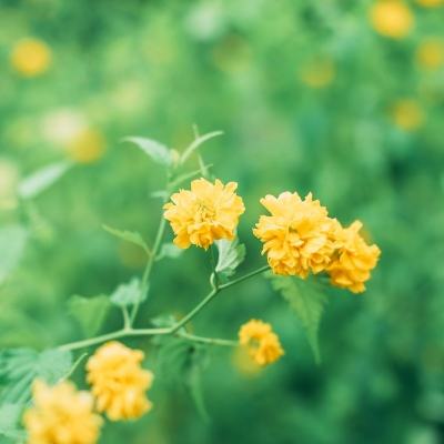 关于我转生变成史莱姆这档事果盘版下载